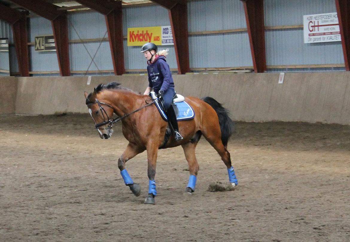 Dansk Varmblod Bastianborgs Zantos billede 9