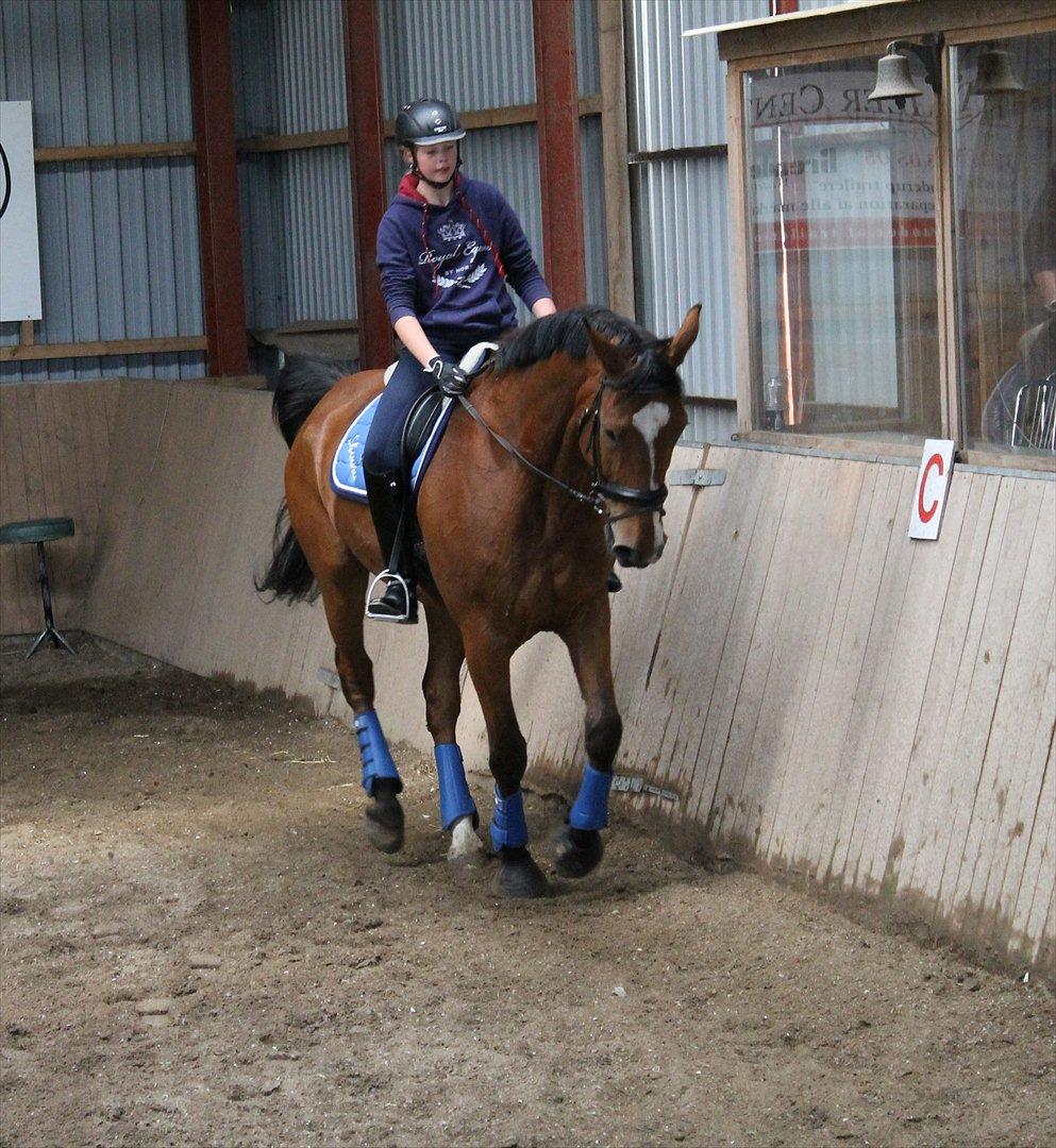 Dansk Varmblod Bastianborgs Zantos billede 10