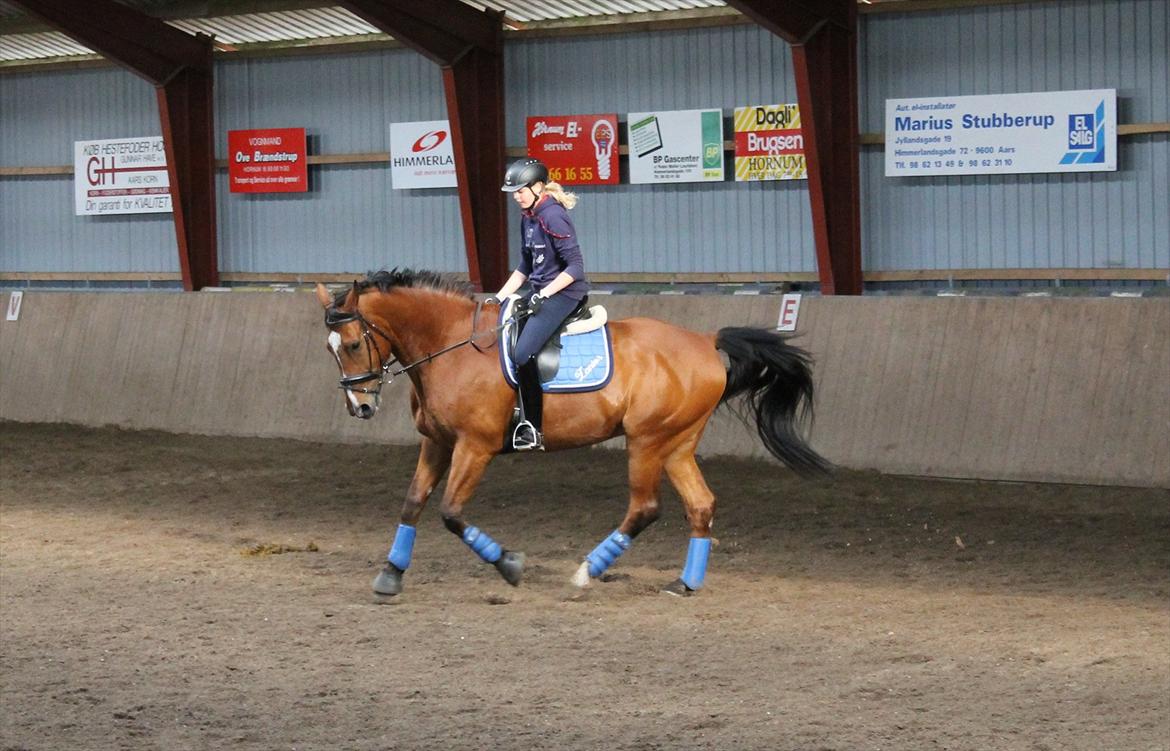 Dansk Varmblod Bastianborgs Zantos billede 11