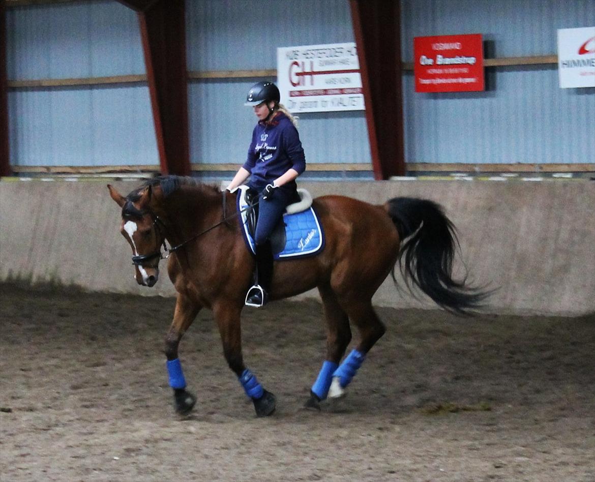 Dansk Varmblod Bastianborgs Zantos billede 12