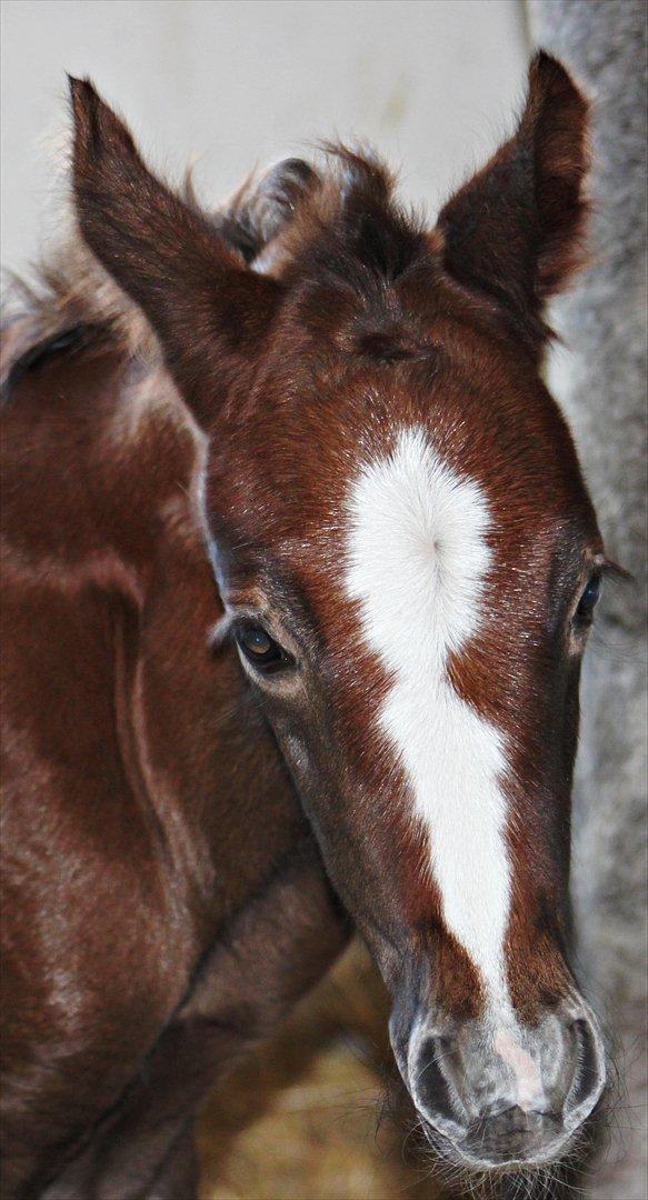 DSP Midtjydens Casino  billede 1