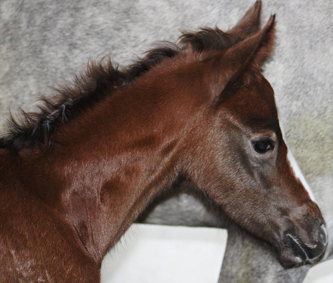 DSP Midtjydens Casino  billede 2