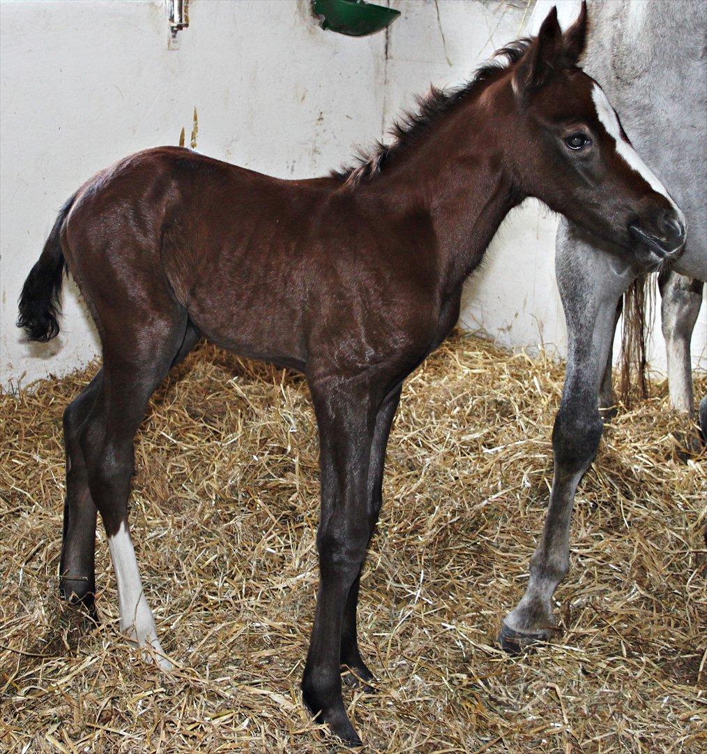 DSP Midtjydens Casino  billede 3
