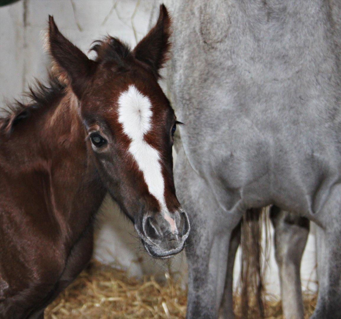 DSP Midtjydens Casino  billede 4