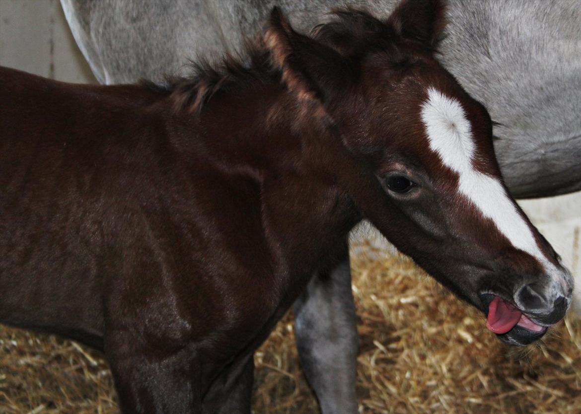 DSP Midtjydens Casino  billede 5