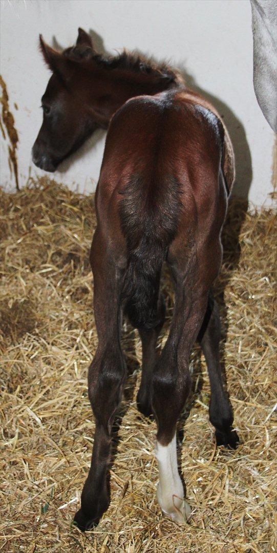 DSP Midtjydens Casino  billede 6