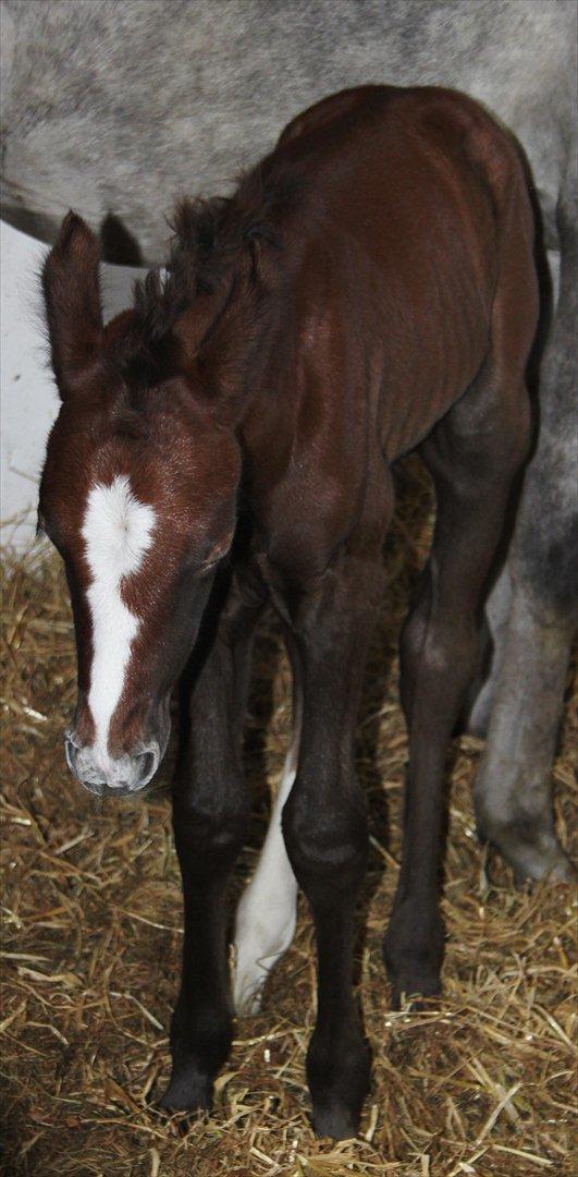 DSP Midtjydens Casino  billede 7