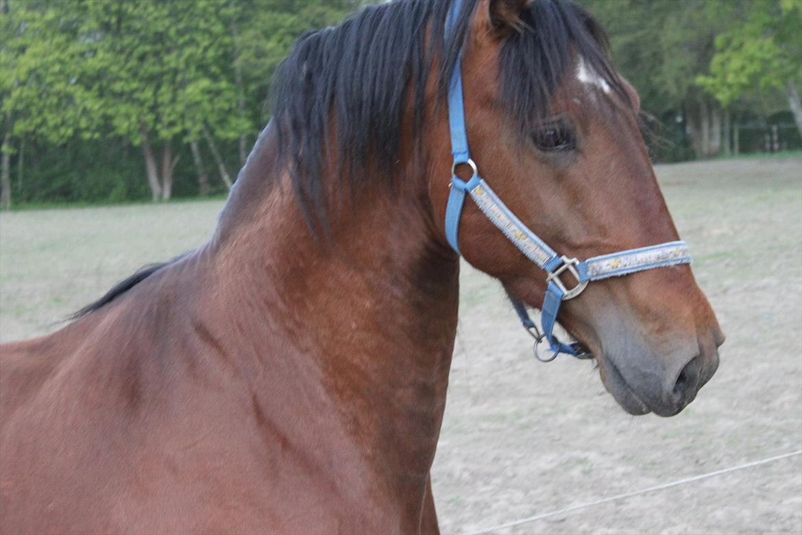 Knabstrupper Konrad af Dutterup solgt billede 3