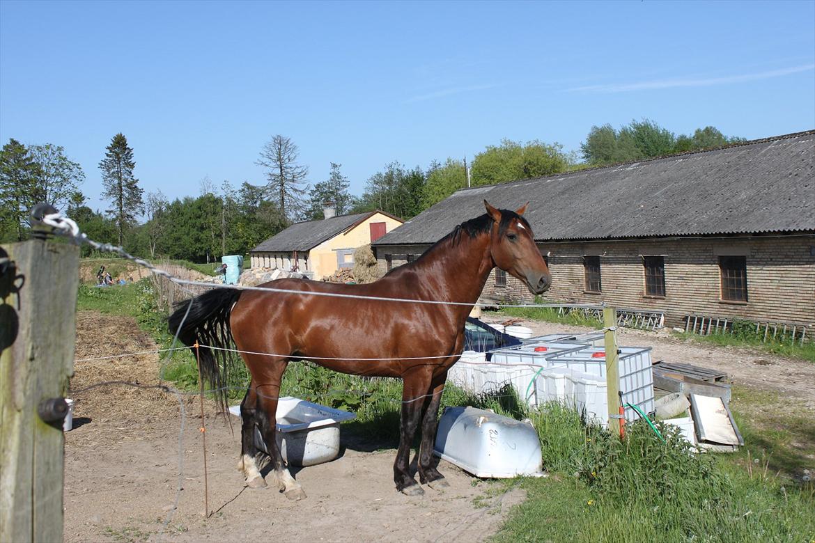 Knabstrupper Konrad af Dutterup solgt billede 11