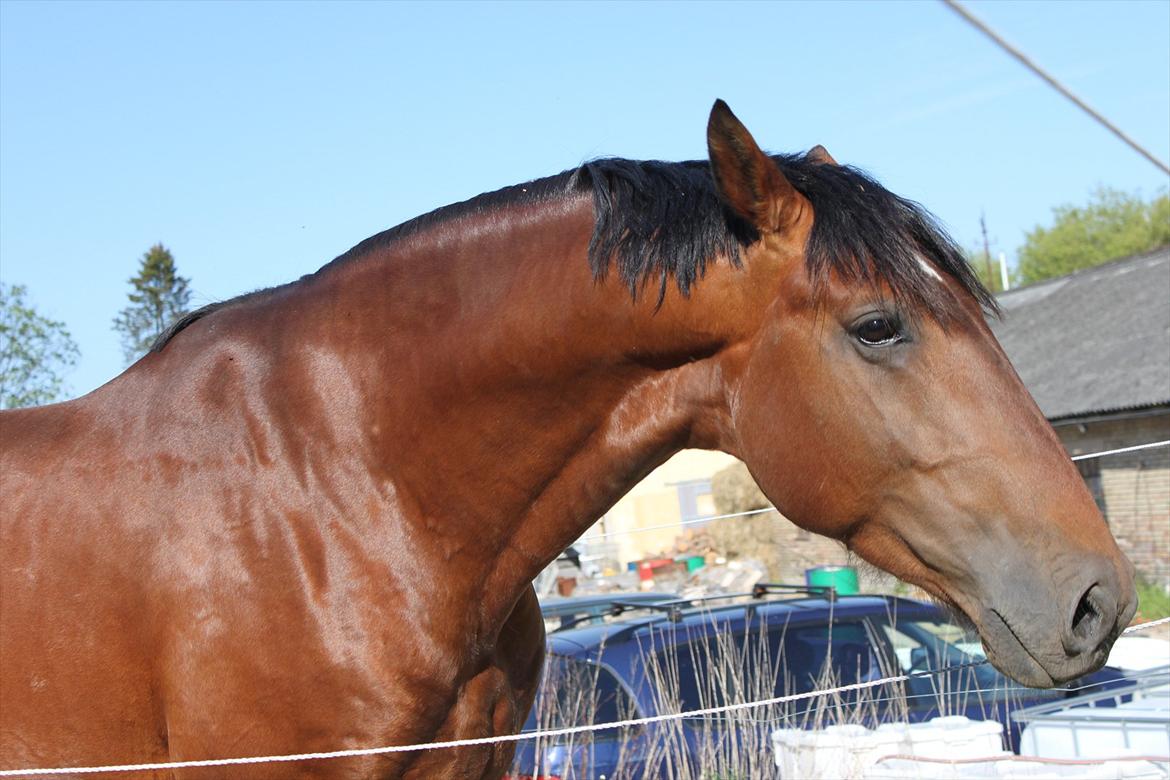 Knabstrupper Konrad af Dutterup solgt billede 5