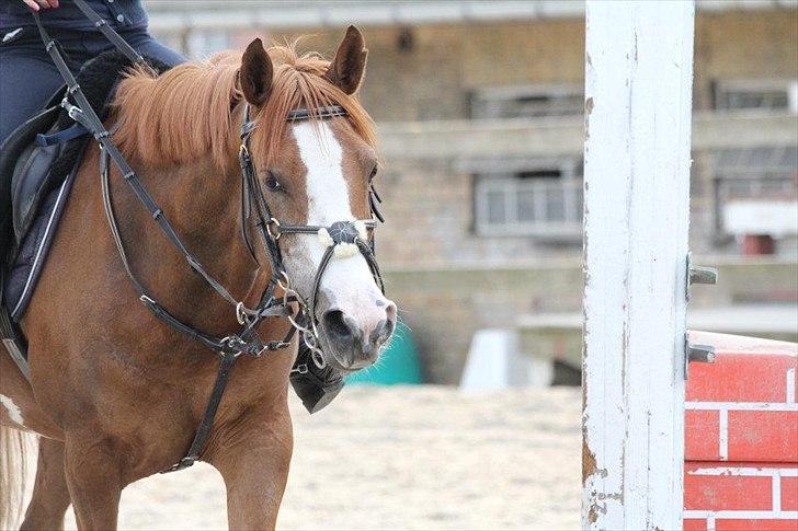 Hollandsk Sportspony Ferrari - stjernen til spring<3 billede 11