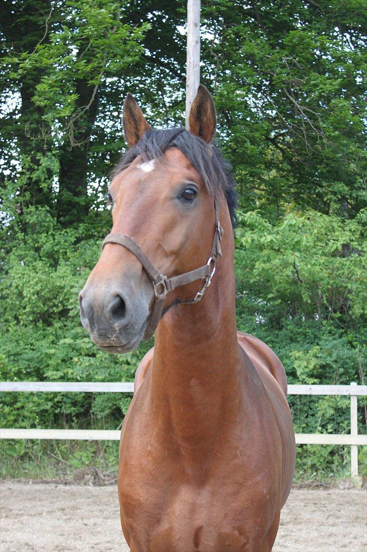 Knabstrupper Konrad af Dutterup solgt - Velkommen til Konrads profil! Giv ham gerne en kommentar og en bedømmelse! (: billede 1