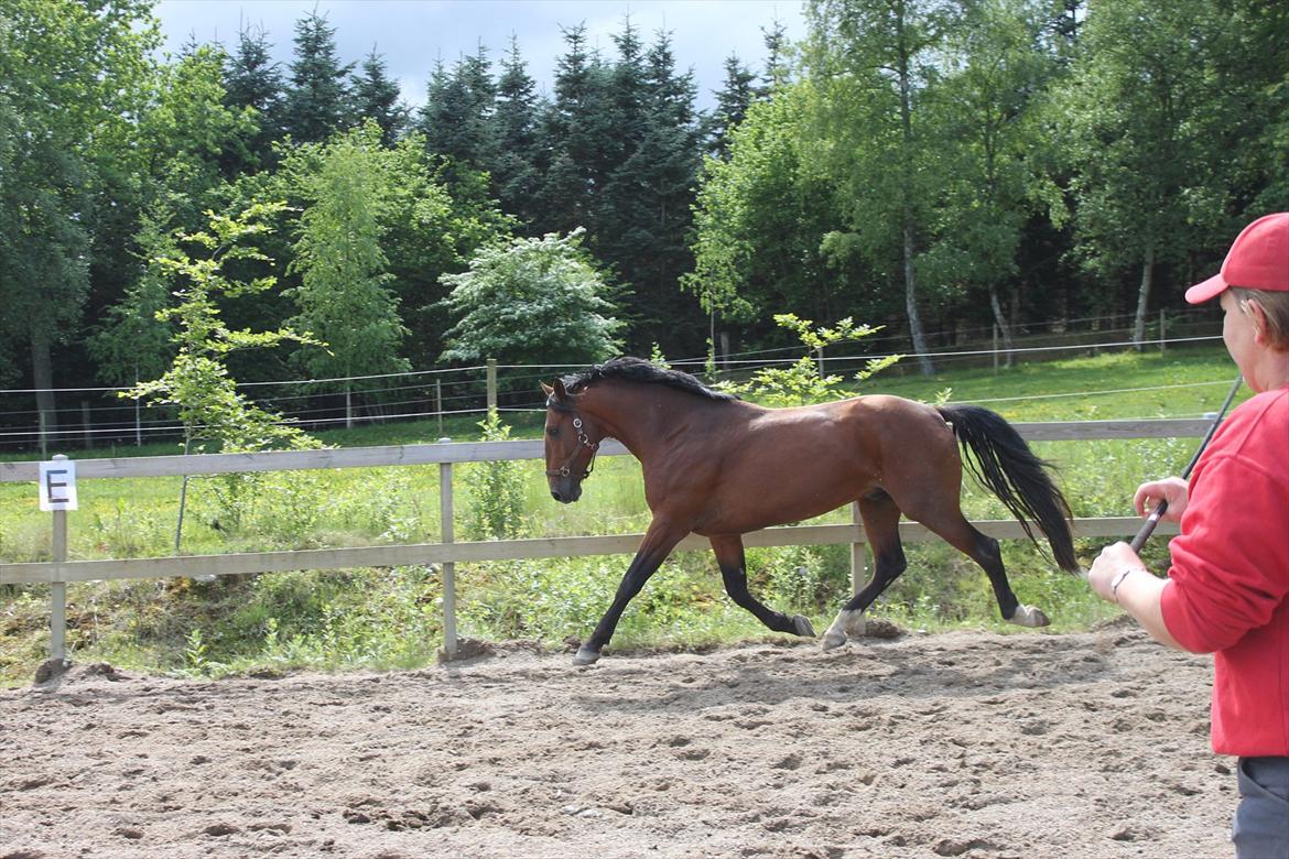 Knabstrupper Konrad af Dutterup solgt - Flyvende! Fantastiske hest<3 billede 6