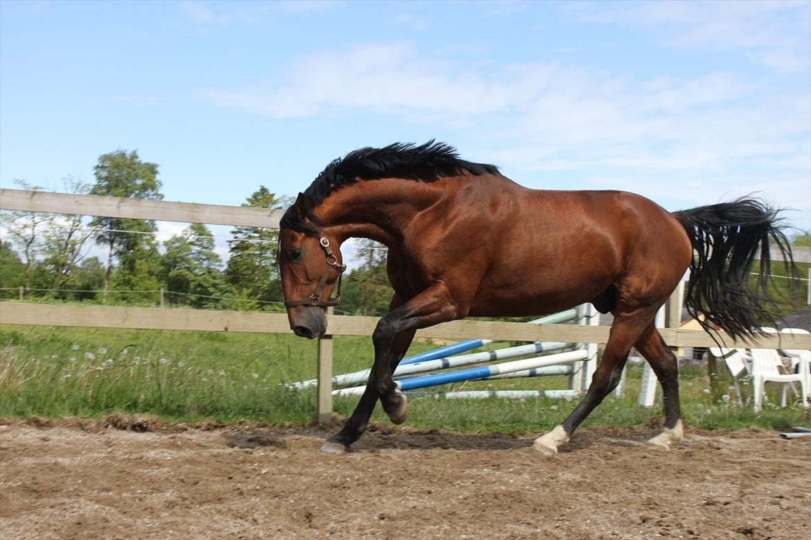 Knabstrupper Konrad af Dutterup solgt billede 2