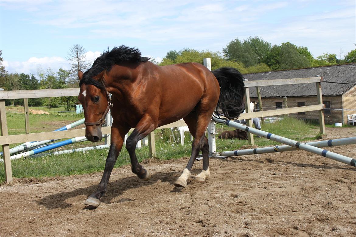 Knabstrupper Konrad af Dutterup solgt billede 8