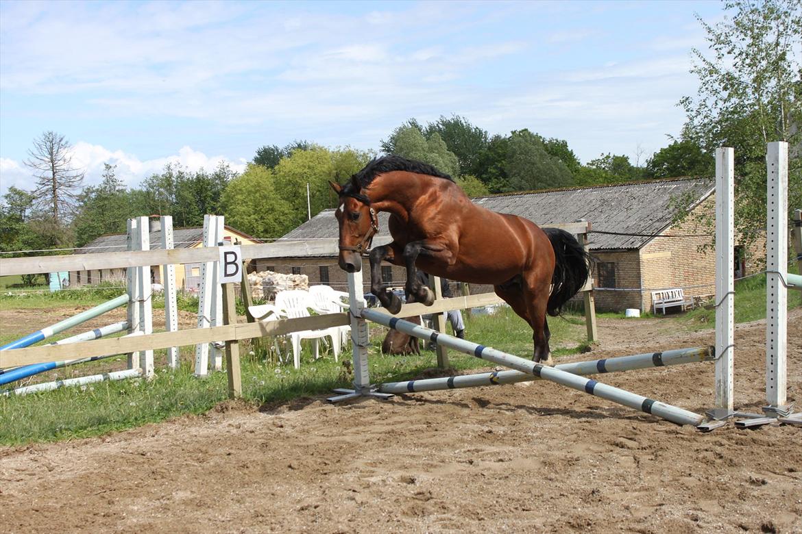 Knabstrupper Konrad af Dutterup solgt - 2 gang han løsspringer (første gang i 1 år) billede 9