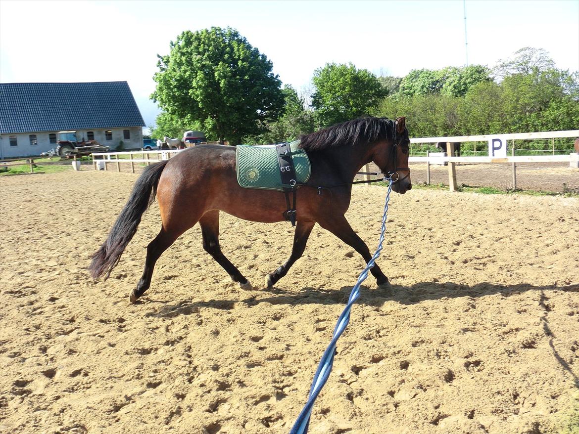 New Forest Glenwood Maple Hill - Dejlige Maple i longe en dejlig solskins morgen :D<3 billede 15