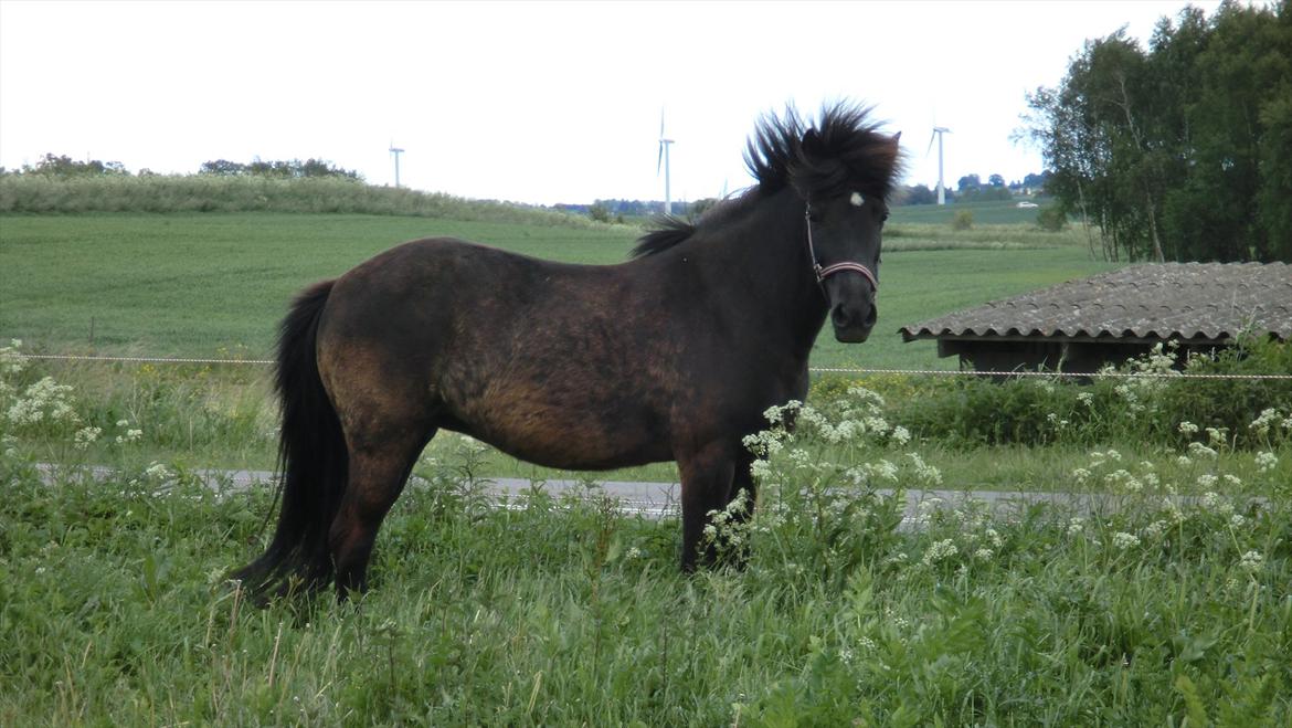 Islænder Hekla frá Reykjavik billede 1