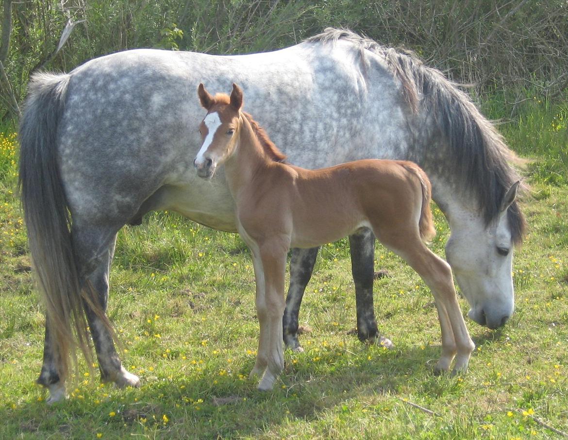 New Forest Dalgaardens Malou billede 1
