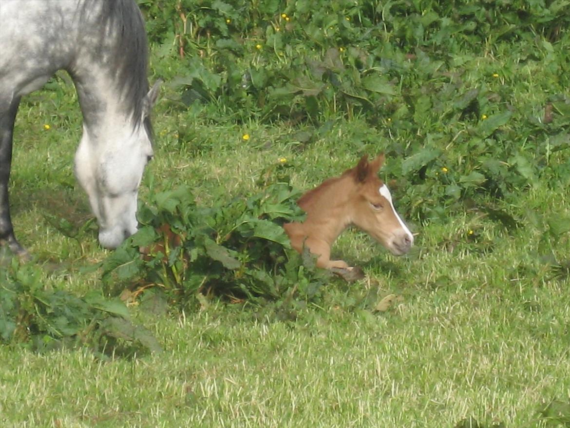 New Forest Dalgaardens Malou billede 2