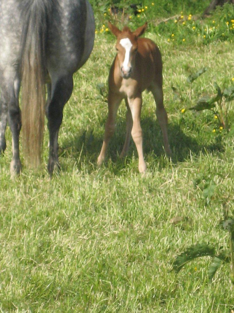 New Forest Dalgaardens Malou billede 3