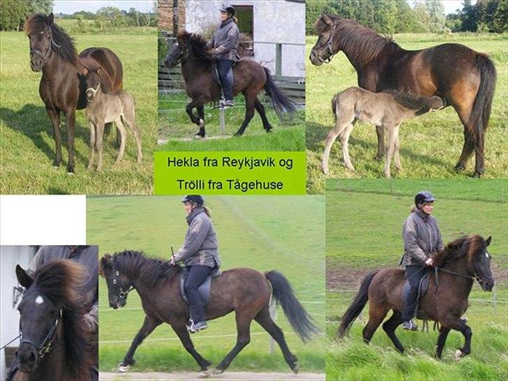 Islænder Hekla frá Reykjavik billede 2