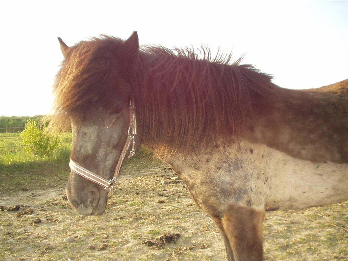 Islænder Hekla frá Reykjavik billede 3