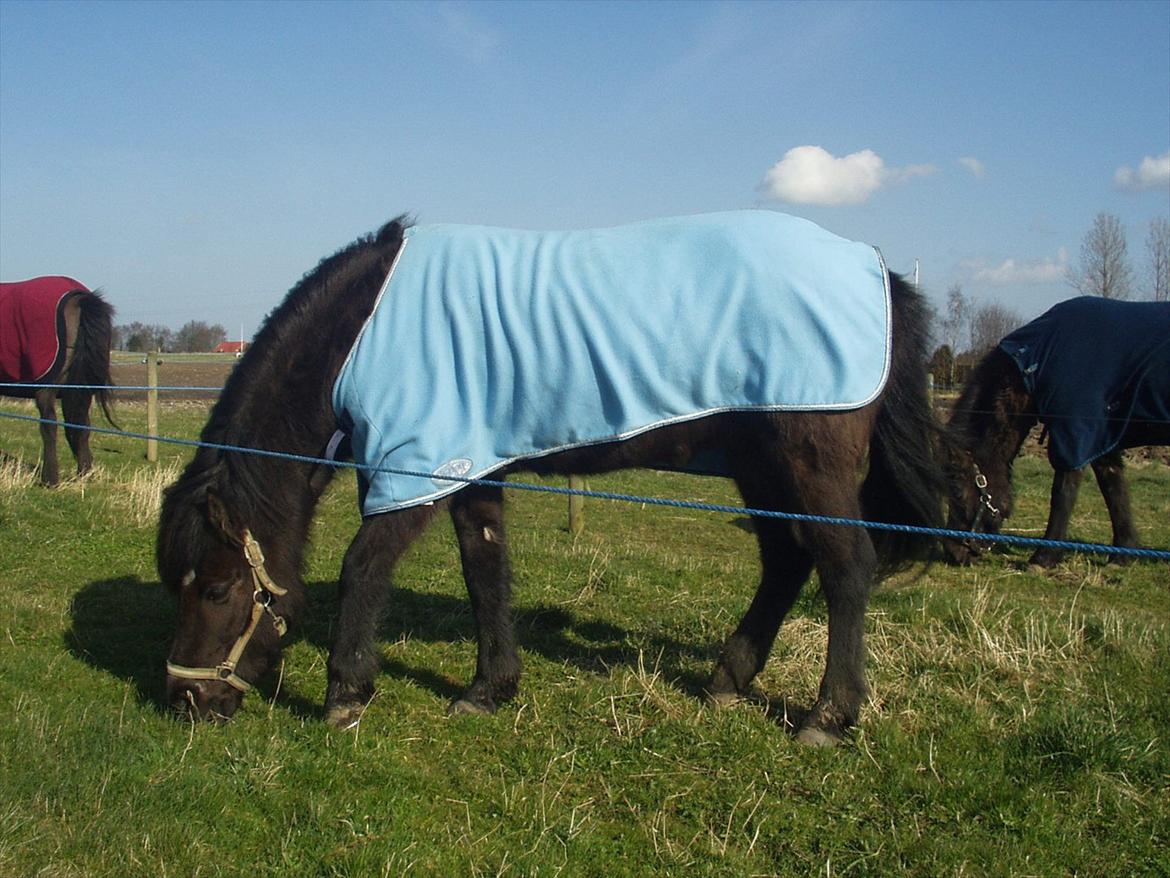 Islænder Hekla frá Reykjavik billede 4