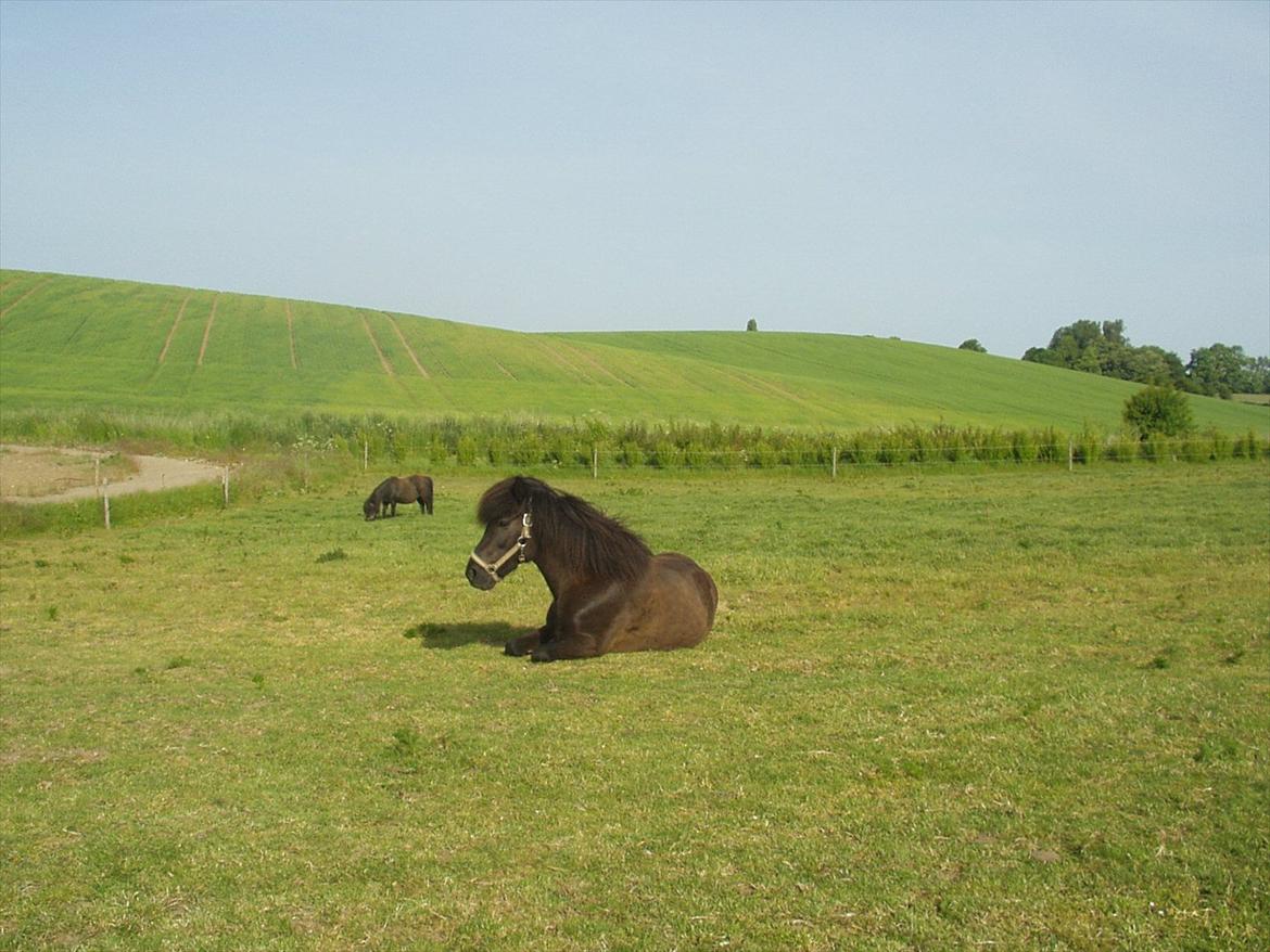 Islænder Hekla frá Reykjavik billede 5