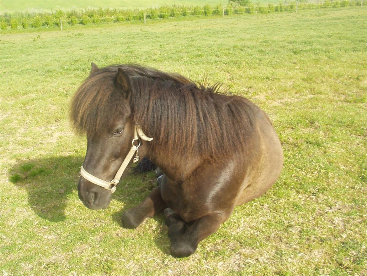 Islænder Hekla frá Reykjavik billede 6
