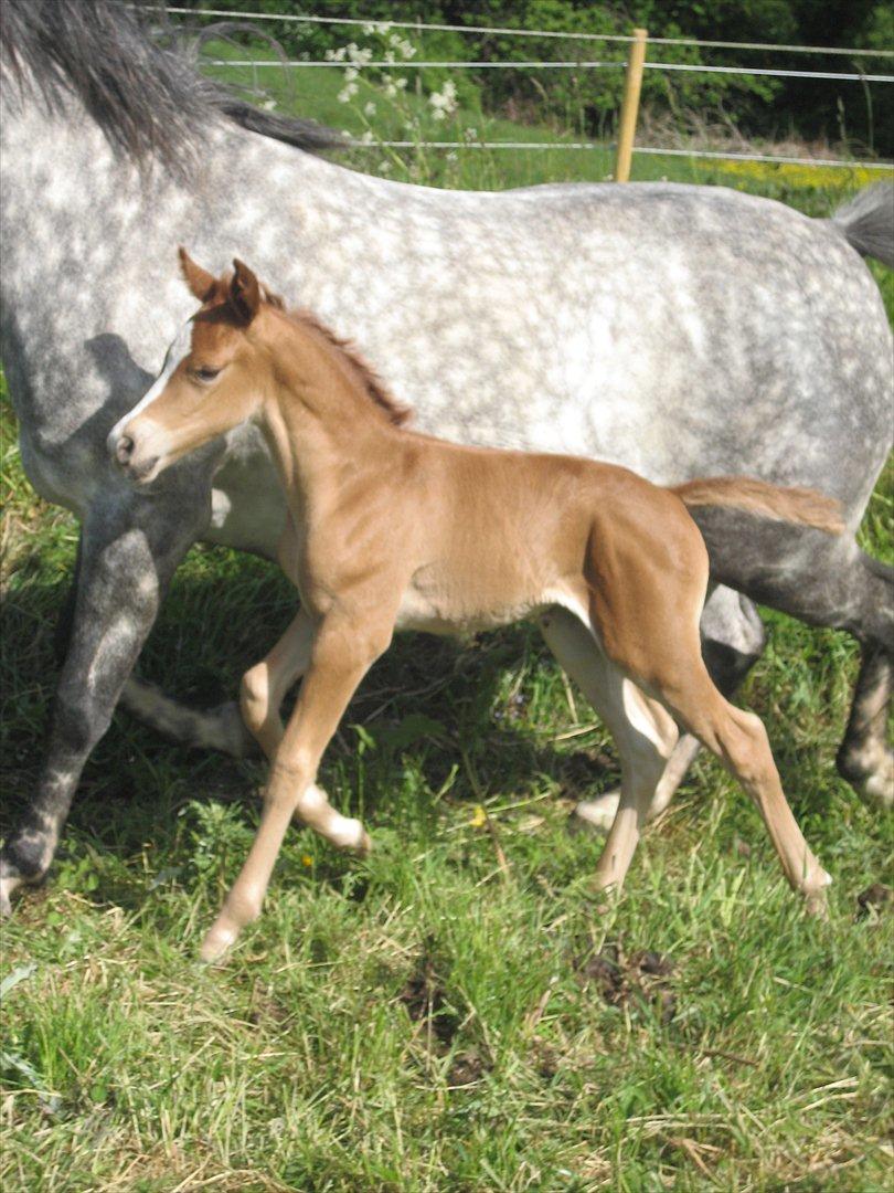 New Forest Dalgaardens Malou billede 4