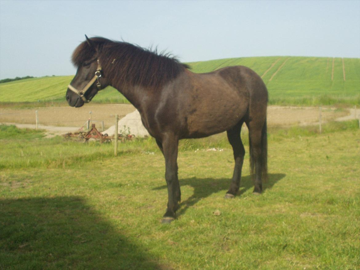 Islænder Hekla frá Reykjavik billede 9