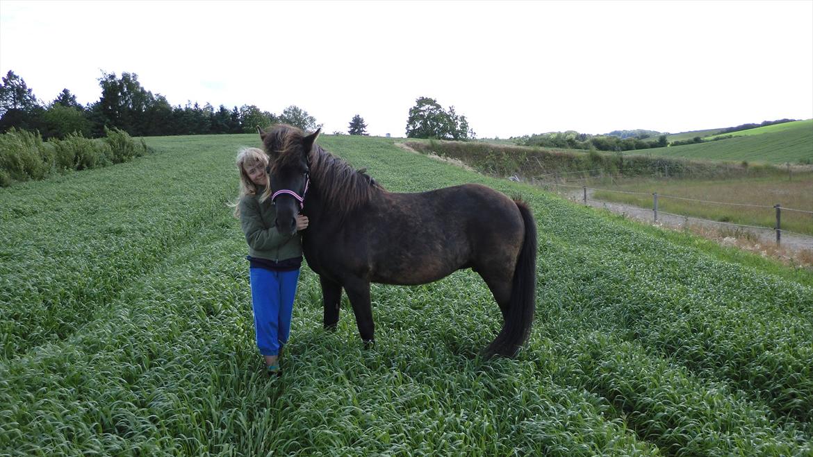 Islænder Hekla frá Reykjavik billede 7