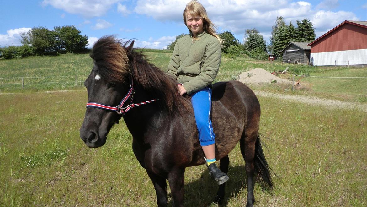 Islænder Hekla frá Reykjavik billede 10