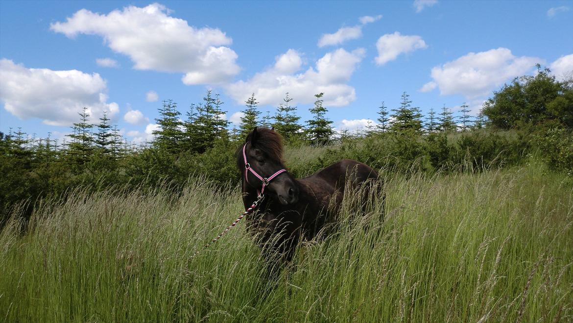 Islænder Hekla frá Reykjavik billede 11