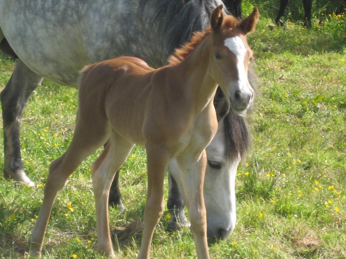 New Forest Dalgaardens Malou billede 5