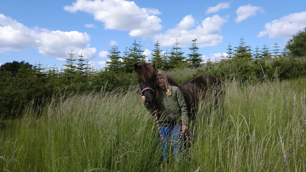 Islænder Hekla frá Reykjavik billede 12