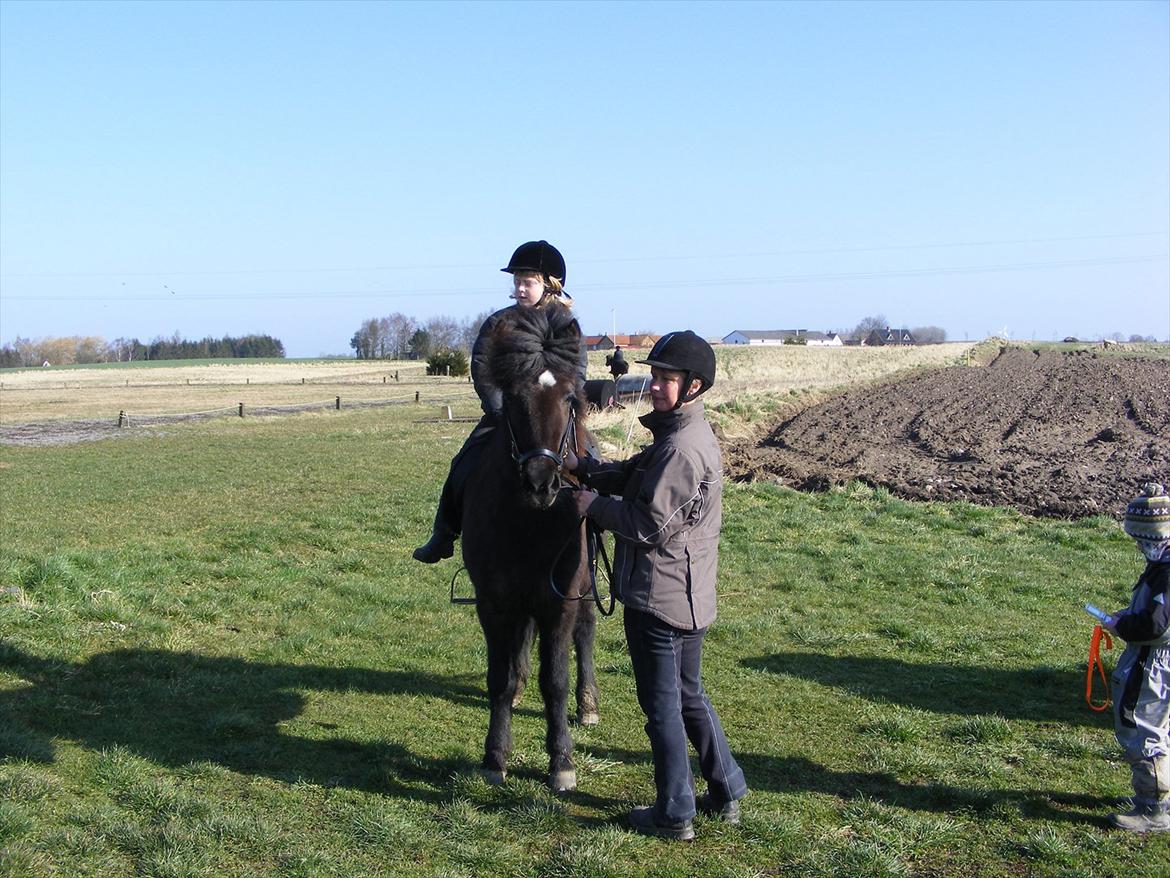 Islænder Hekla frá Reykjavik billede 13