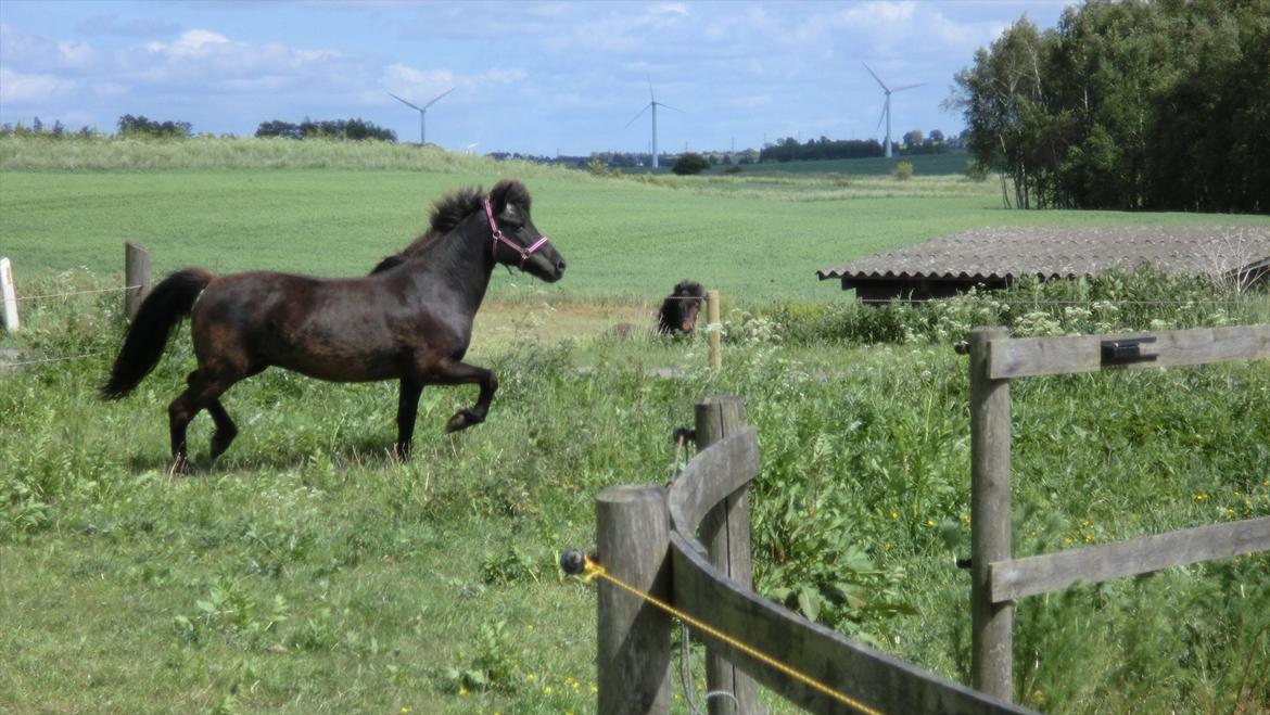 Islænder Hekla frá Reykjavik billede 14