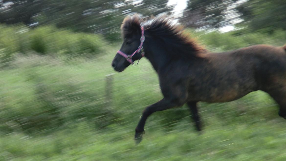 Islænder Hekla frá Reykjavik billede 15