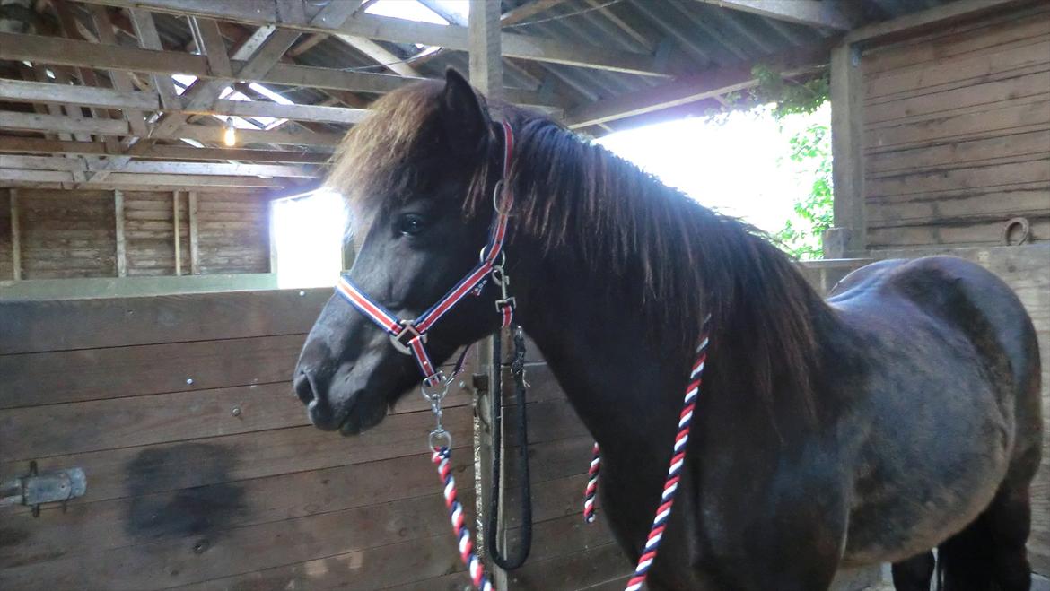 Islænder Hekla frá Reykjavik billede 16