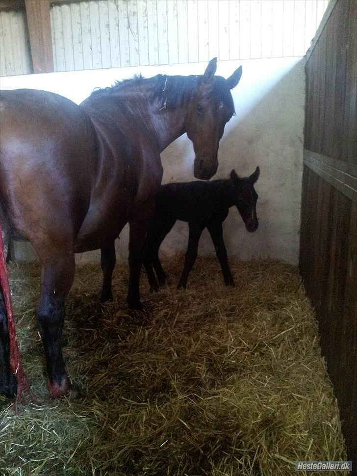 Oldenborg Hornbecks Crixus billede 2