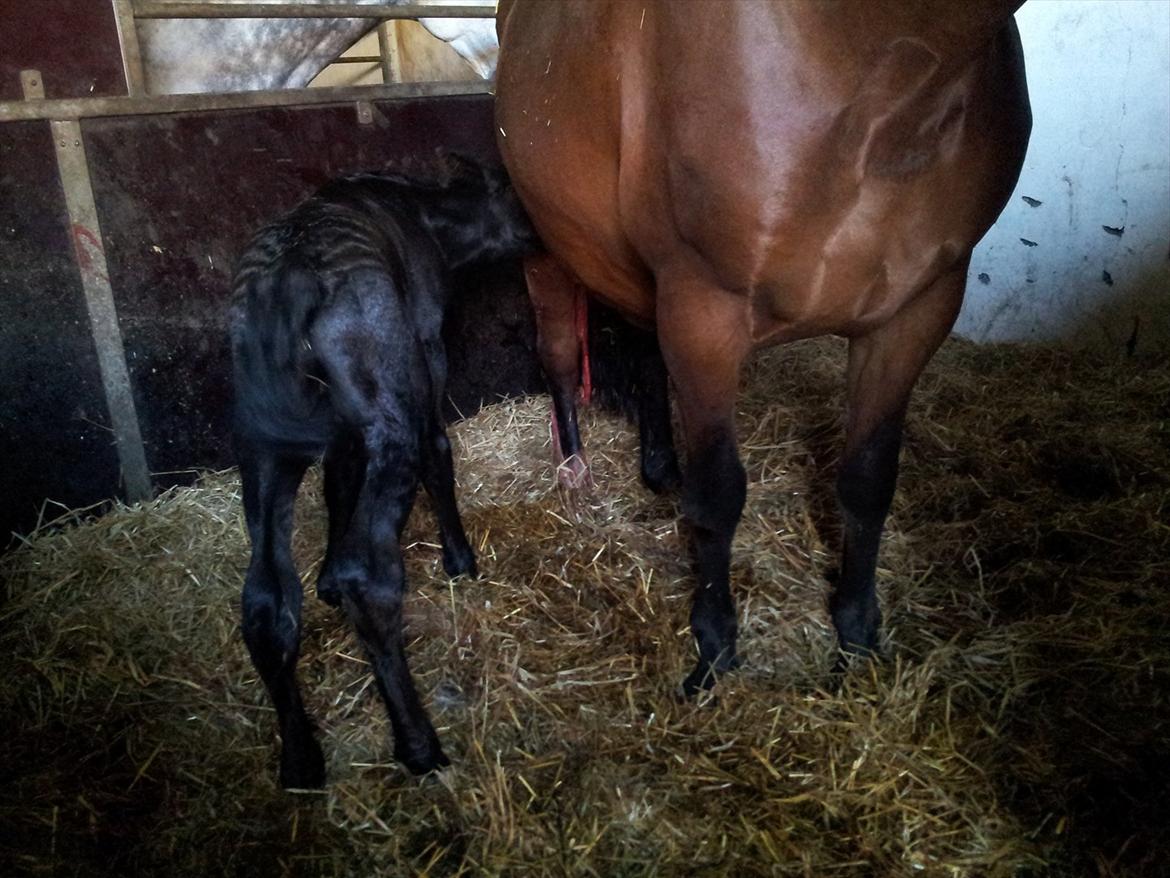 Oldenborg Hornbecks Crixus billede 3