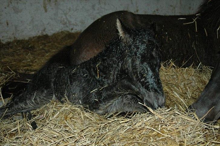 Islænder Fiona  billede 7