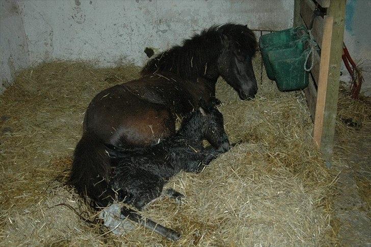 Islænder Fiona  billede 8