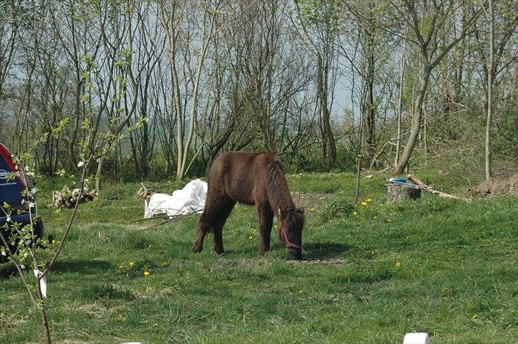 Islænder Fiona  - Fiona 1 år billede 9