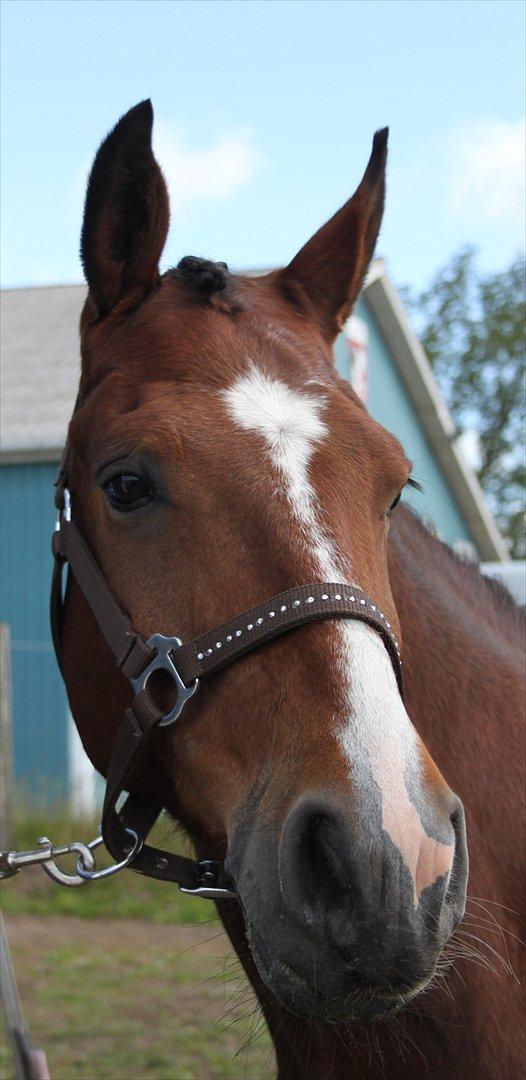 DSP Fontaine billede 10