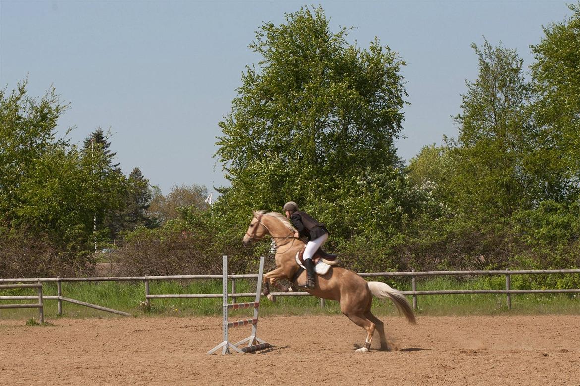 Palomino Rudolph's Cheyenne - Stævne i vestbirk billede 8