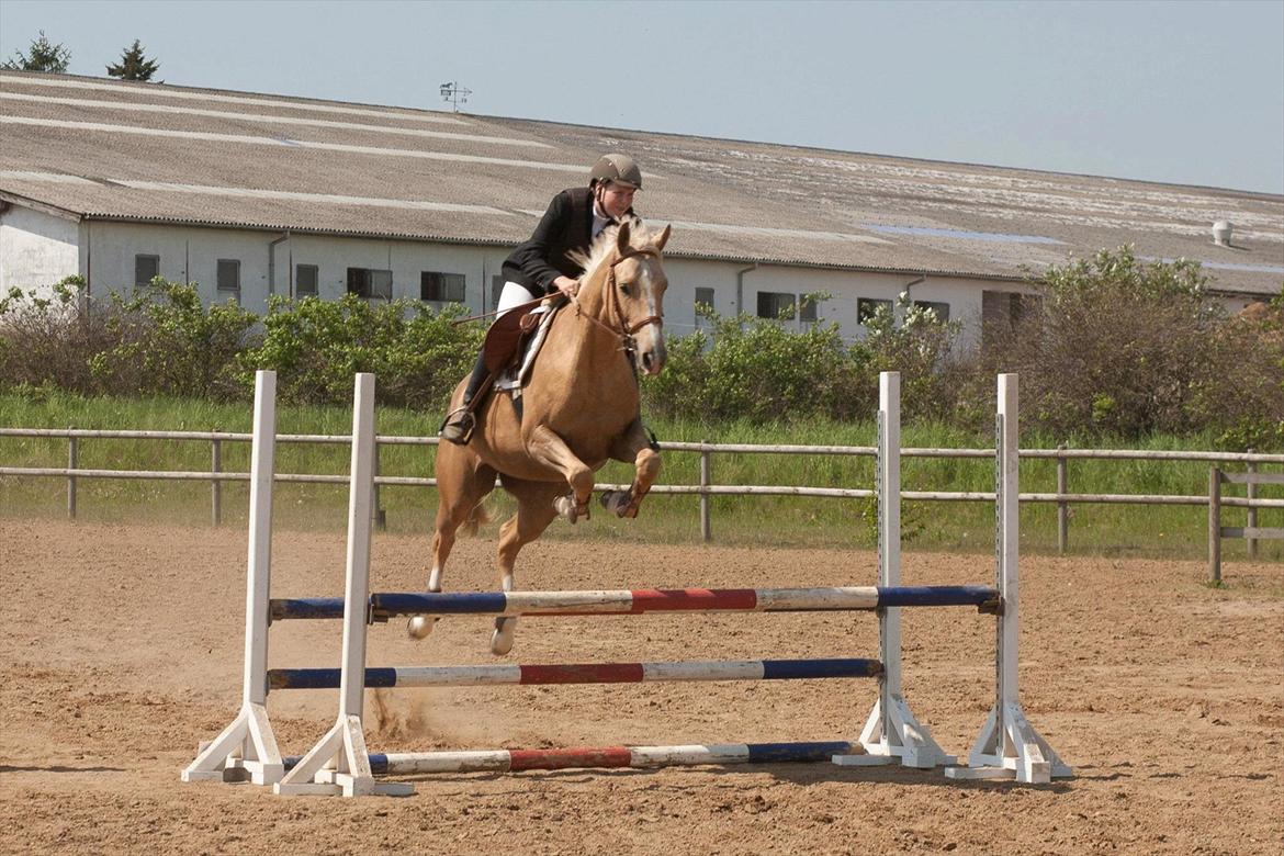 Palomino Rudolph's Cheyenne - Stævne i Vestbirk billede 4