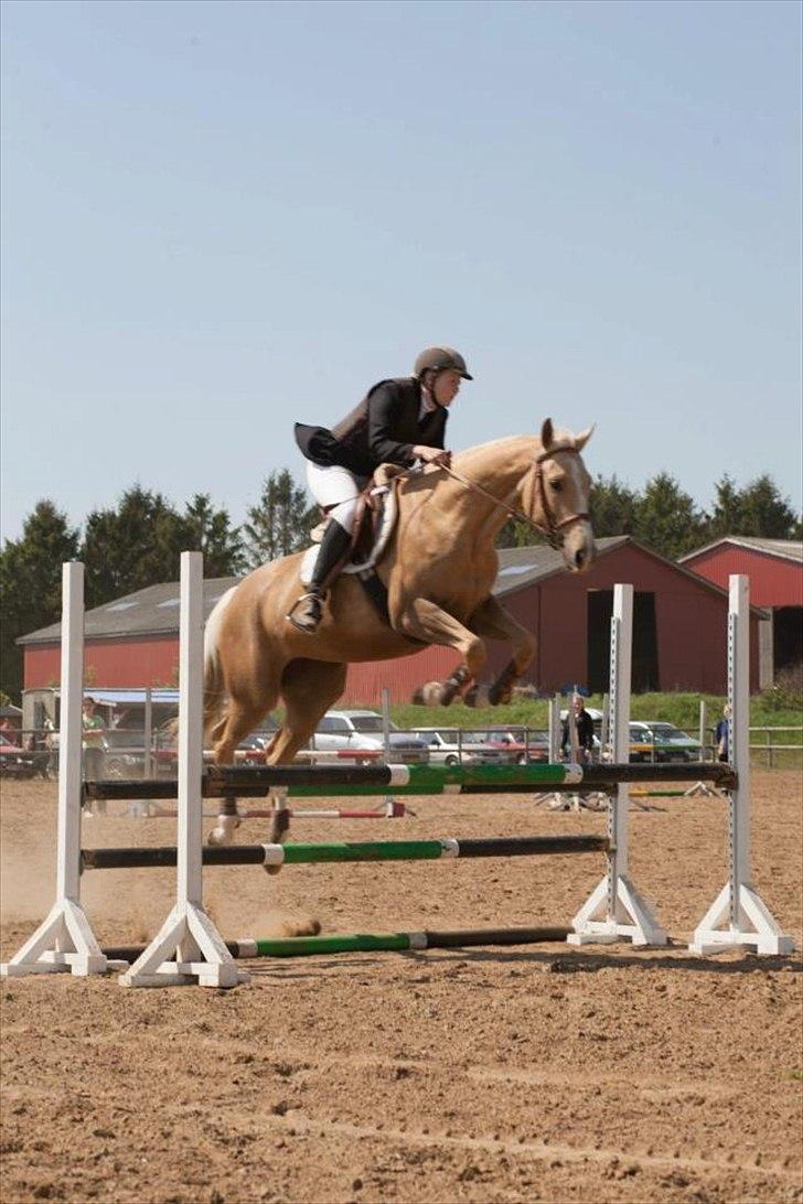 Palomino Rudolph's Cheyenne - Stævne i vestbirk billede 5